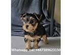 yorkie puppies ready NOW