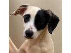 Adopt Tulip a Jack Russell Terrier, Pit Bull Terrier