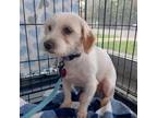 Adopt Gorda a West Highland White Terrier / Westie
