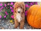 Cavapoo Puppy for sale in Fort Wayne, IN, USA