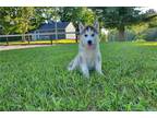 Siberian Husky Puppy for sale in Fort Wayne, IN, USA