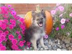 Pomeranian Puppy for sale in Fort Wayne, IN, USA