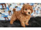 Wapoo Puppy for sale in Springfield, MO, USA