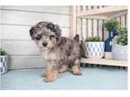 Maltipoo Puppy for sale in Springfield, MO, USA