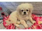 Pekingese Puppy for sale in Springfield, MO, USA