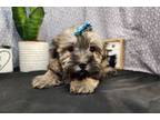 Havanese Puppy for sale in Springfield, MO, USA