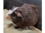 Adopt Butternut Squash a Guinea Pig