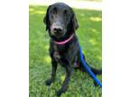 Adopt Tilley a Flat-Coated Retriever, Mixed Breed