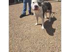 Adopt Lenny a Pit Bull Terrier, Mixed Breed