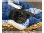 Pug PUPPY FOR SALE ADN-801807 - AKC registered pug litter