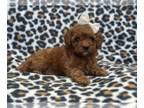 Cockapoo PUPPY FOR SALE ADN-801808 - Ginger