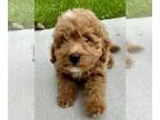 Poodle (Toy) PUPPY FOR SALE ADN-801882 - Toy poodle puppies