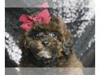 Poodle (Toy) PUPPY FOR SALE ADN-801930 - Darling AKC Poodle