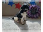Goldendoodle PUPPY FOR SALE ADN-801988 - F1BB Goldendoodle puppies