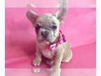 French Bulldog PUPPY FOR SALE ADN-802086 - LILAC FAWN MERLE BEAUTY