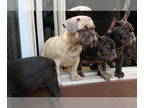 French Bulldog PUPPY FOR SALE ADN-802088 - Gorgeous french bulldog puppies