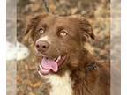 Australian Shepherd-Collie Mix DOG FOR ADOPTION RGADN-1275918 - Marissa - Collie