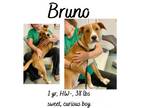 Adopt Bruno a Mixed Breed