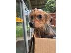 Adopt Theodore a Yorkshire Terrier, Mixed Breed