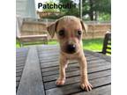 Adopt Patchouli a Catahoula Leopard Dog