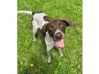Adopt Jeremy a German Shorthaired Pointer, Mixed Breed