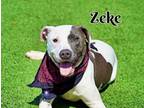 Adopt Zeke a Pit Bull Terrier, Mixed Breed