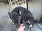 Adopt 56240989 a German Shepherd Dog, Mixed Breed
