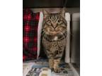 Adopt Cookie Monster a Tabby