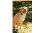 Adopt Milo Jingles Cute Wrinkles a American Staffordshire Terrier