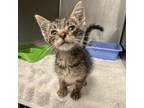 Adopt [phone removed] "Fred" a Domestic Short Hair