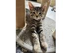 Gunther, Domestic Shorthair For Adoption In Clarksville, Tennessee