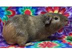 Gizmo, Guinea Pig For Adoption In Gary, Indiana