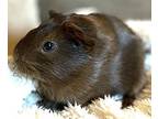Violet, Guinea Pig For Adoption In Gary, Indiana