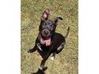 Beau, Terrier (unknown Type, Medium) For Adoption In Talladega, Alabama