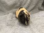 Sayra, Guinea Pig For Adoption In Imperial Beach, California