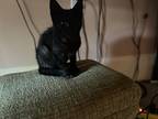 Blacky Concord, Domestic Shorthair For Adoption In Bowling Green, Kentucky