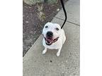 Gran Torino, American Pit Bull Terrier For Adoption In Derwood, Maryland