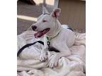 Xena, American Staffordshire Terrier For Adoption In Cottonwood, Arizona
