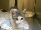 Adopt PAMMY a Domestic Short Hair