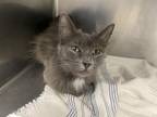 Adopt WILLOW* a Domestic Short Hair