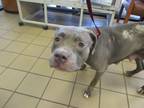 Adopt EOWYN a Pit Bull Terrier, Mixed Breed