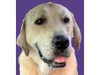 Adopt Cinnamon a Labrador Retriever, Great Pyrenees