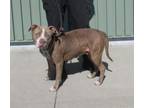 Adopt KAYLEE a Pit Bull Terrier