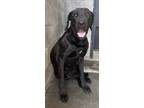 Adopt Bailey (HW-) a Great Dane, Mixed Breed