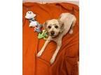 Adopt Opal a Poodle, Mixed Breed