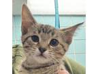 Adopt Taillow a Domestic Short Hair