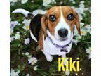 Adopt Kiki a Beagle