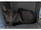 Adopt SMARTY a Domestic Short Hair
