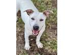 Adopt KIT a Pit Bull Terrier, Mixed Breed