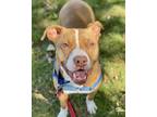 Adopt KARMA a Pit Bull Terrier, Mixed Breed